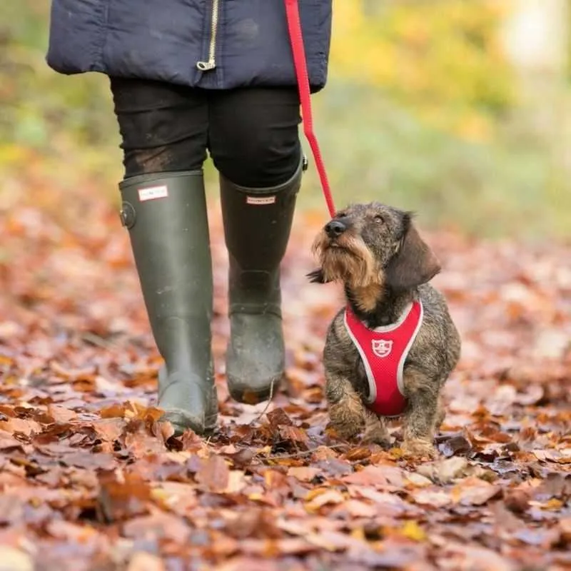 Red Mesh Dog Harness